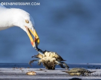 https://www.orenbphotography.com