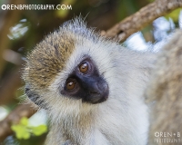 https://www.orenbphotography.com