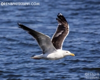https://www.orenbphotography.com