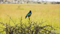 https://www.orenbphotography.com