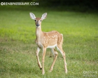 https://www.orenbphotography.com