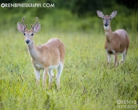 https://www.orenbphotography.com