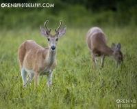 https://www.orenbphotography.com