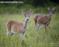 https://www.orenbphotography.com
