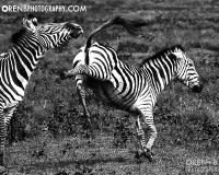 https://www.orenbphotography.com