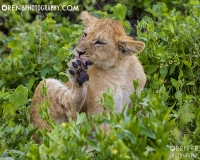 https://www.orenbphotography.com