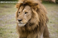 https://www.orenbphotography.com