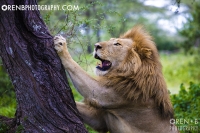 https://www.orenbphotography.com