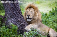 https://www.orenbphotography.com