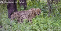 https://www.orenbphotography.com