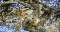 https://www.orenbphotography.com