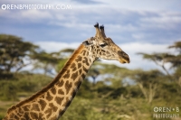 https://www.orenbphotography.com