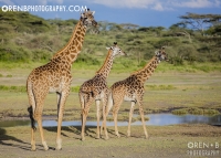 https://www.orenbphotography.com