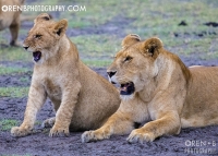 https://www.orenbphotography.com