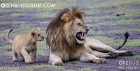 https://www.orenbphotography.com