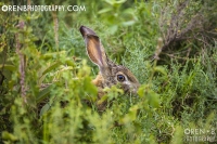 https://www.orenbphotography.com