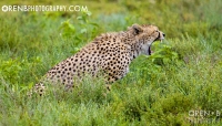 https://www.orenbphotography.com