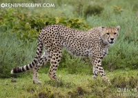 https://www.orenbphotography.com