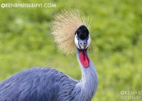 https://www.orenbphotography.com