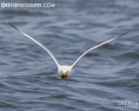 https://www.orenbphotography.com
