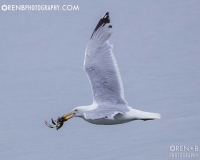 https://www.orenbphotography.com