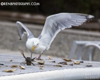 https://www.orenbphotography.com