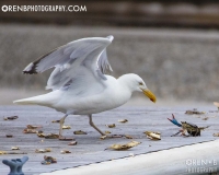 https://www.orenbphotography.com
