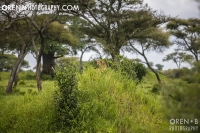 https://www.orenbphotography.com