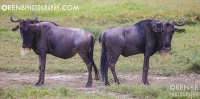 https://www.orenbphotography.com