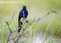 https://www.orenbphotography.com