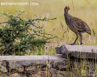 https://www.orenbphotography.com