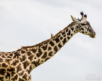 https://www.orenbphotography.com