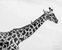 https://www.orenbphotography.com