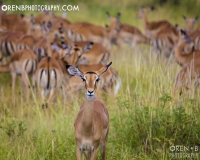 https://www.orenbphotography.com